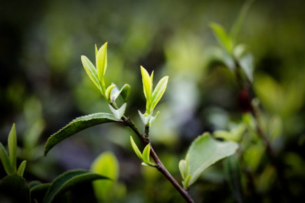 「南岳云雾」茶