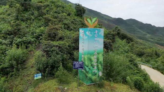 卫星新闻丨“共富茶”跨越山海助力乡村振兴