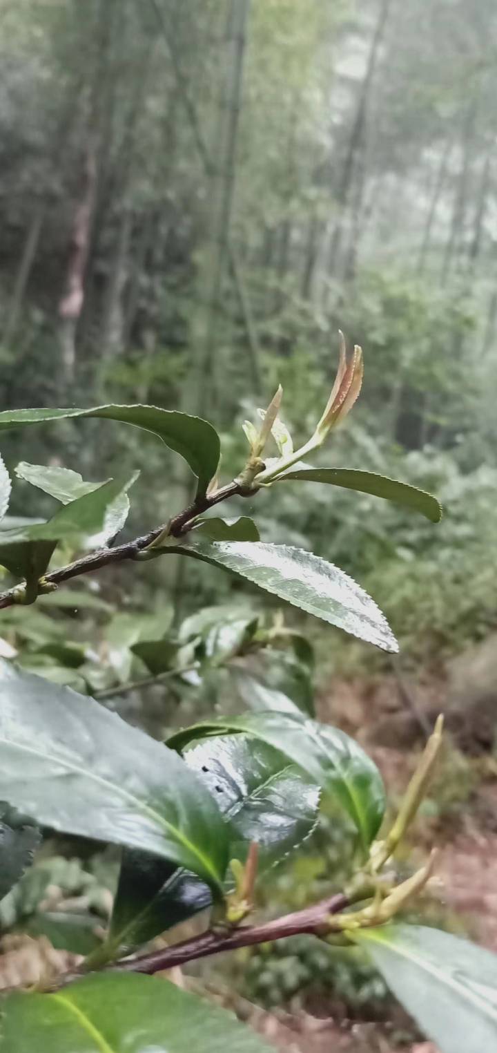 茶和天下 共享非遗 |江南文化探源 陆羽与湖州